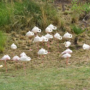 Greater Flamingo - Phoenicopterus roseus & Lesser Flamingo - Phoeniconaias minor