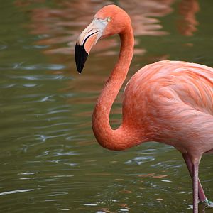 American Flamingo - Phoenicopterus ruber