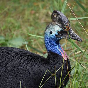 Southern Cassowary - Casuarius casuarius