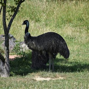 Emu - Dromaius novaehollandiae