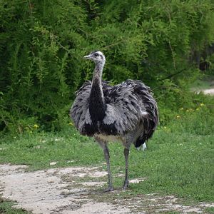 Greater Rhea - Rhea americana
