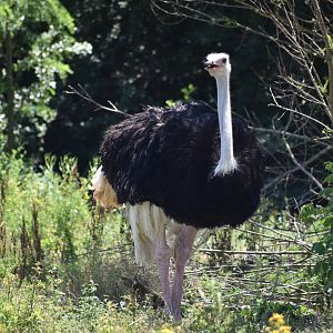 South-african Ostrich - Struthio camelus australis