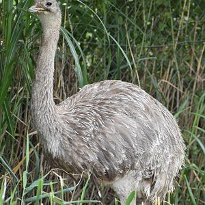 Lesser Rhea - Rhea pennata