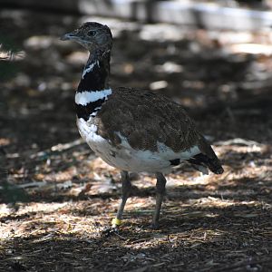 Little Bustard - Tetrax tetrax
