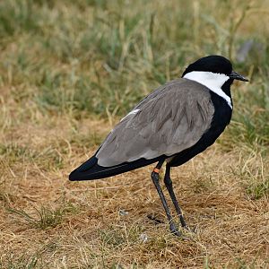 Spur-winged Lapwing - Vanellus spinosus