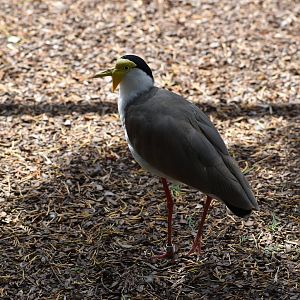 Masked Lapwing - Vanellus miles