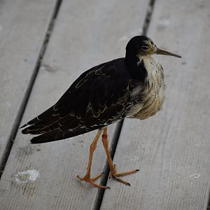 Ruff - Calidris pugnax