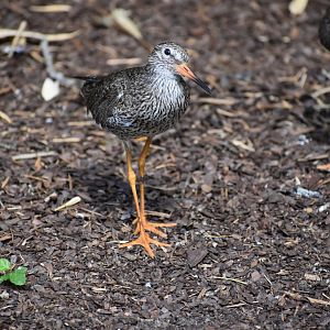 Common Redshank - Tringa totanus