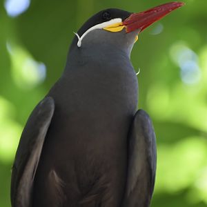 Inca Tern - Larosterna inca