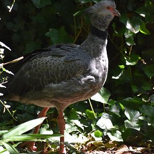 Southern Screamer - Chauna torquata