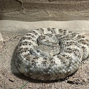 Speckled Rattlesnake