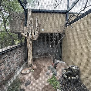 Cactus Ferruginous Pygmy Owl Aviary