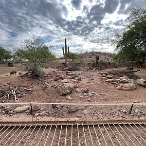 Collared Peccary Exhibit