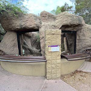 Bobcat Exhibit