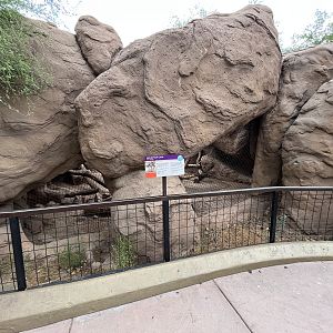 Cougar Exhibit
