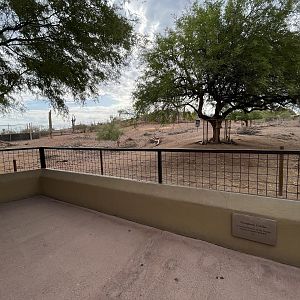 Peninsular Pronghorn Exhibit