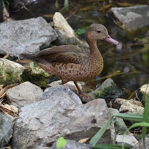 Bernier's Teal - Anas bernieri