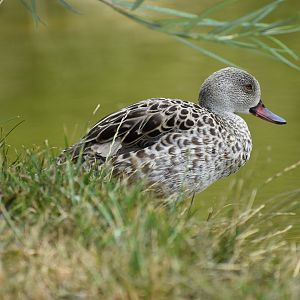 Cape Teal - Anas capensis
