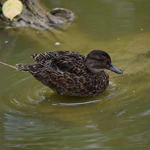 Chestnut Teal - Anas castanea