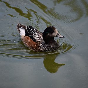 Chiloe Wigeon - Mareca sibilatrix