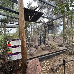 Arizona Trail Aviary (3 species)