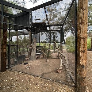 Great Horned Owl Aviary