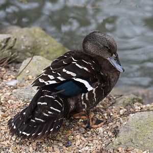 African Black Duck - Anas sparsa