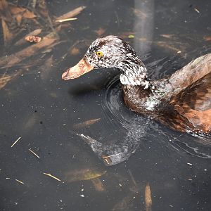 White-winged Duck - Asarcornis scutulata