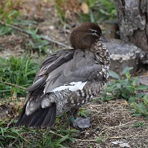 Maned Duck - Chenonetta jubata