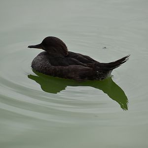 Hooded Merganser - Lophodytes cucullatus