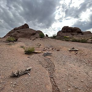 Desert Bighorn Sheep Exhibit