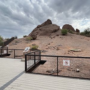 Desert Bighorn Sheep Exhibit