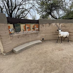 Arabian Oryx Exhibit