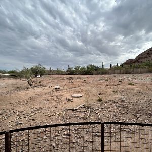 Arabian Oryx Exhibit
