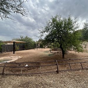 Aldabra Tortoise Exhibit