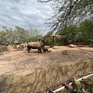 White Rhino Exhibit