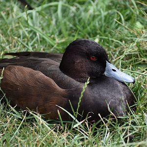 Southern Pochard - Netta erythrophthalma