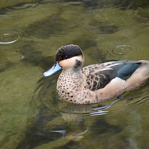 Blue-billed Teal - Spatula hottentota