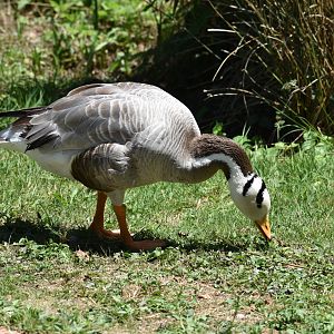 Bar-headed Goose - Anser indicus