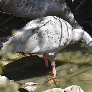 Cape Barren Goose - Cereopsis novaehollandiae