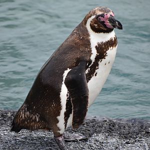 Humboldt Penguin - Spheniscus humboldti