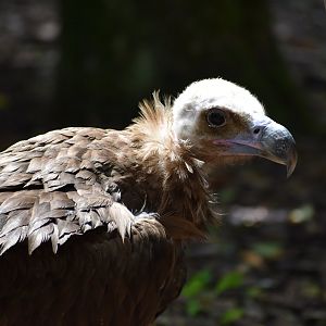 Cinereous Vulture - Aegypius monachus