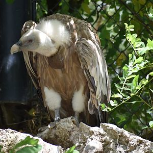 Griffon Vulture - Gyps fulvus