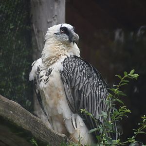 Bearded Vulture - Gypaetus barbatus