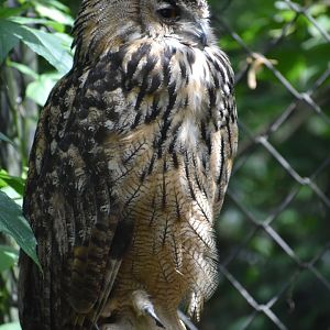 Eurasian Eagle-Owl - Bubo bubo