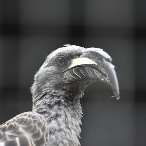 African Grey Hornbill - Lophoceros nasutus