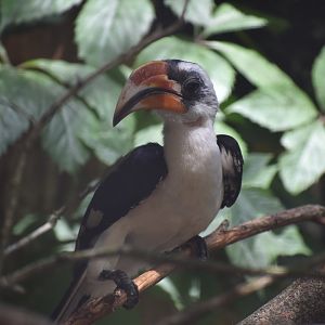 Von der Decken's Hornbill - Tockus deckeni