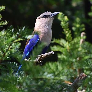 Blue-bellied Roller - Coracias cyanogaster