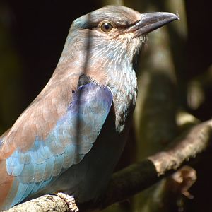 European Roller - Coracias garrulus