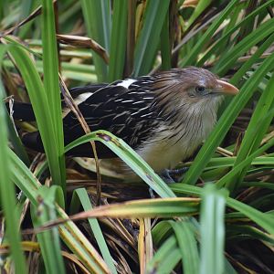 Guira Cuckoo - Guira guira